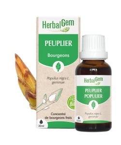 Peuplier (Populus Nigra) bourgeon